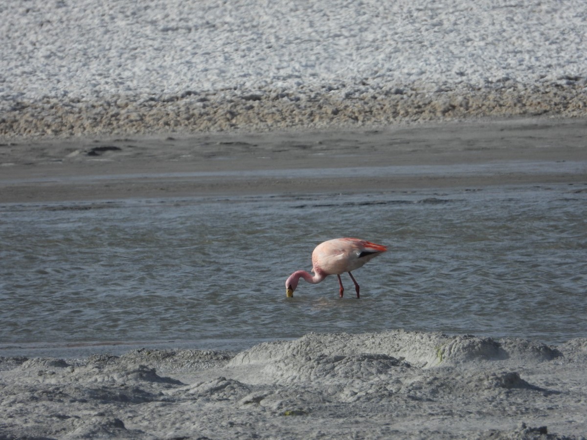 James's Flamingo - ML641593120