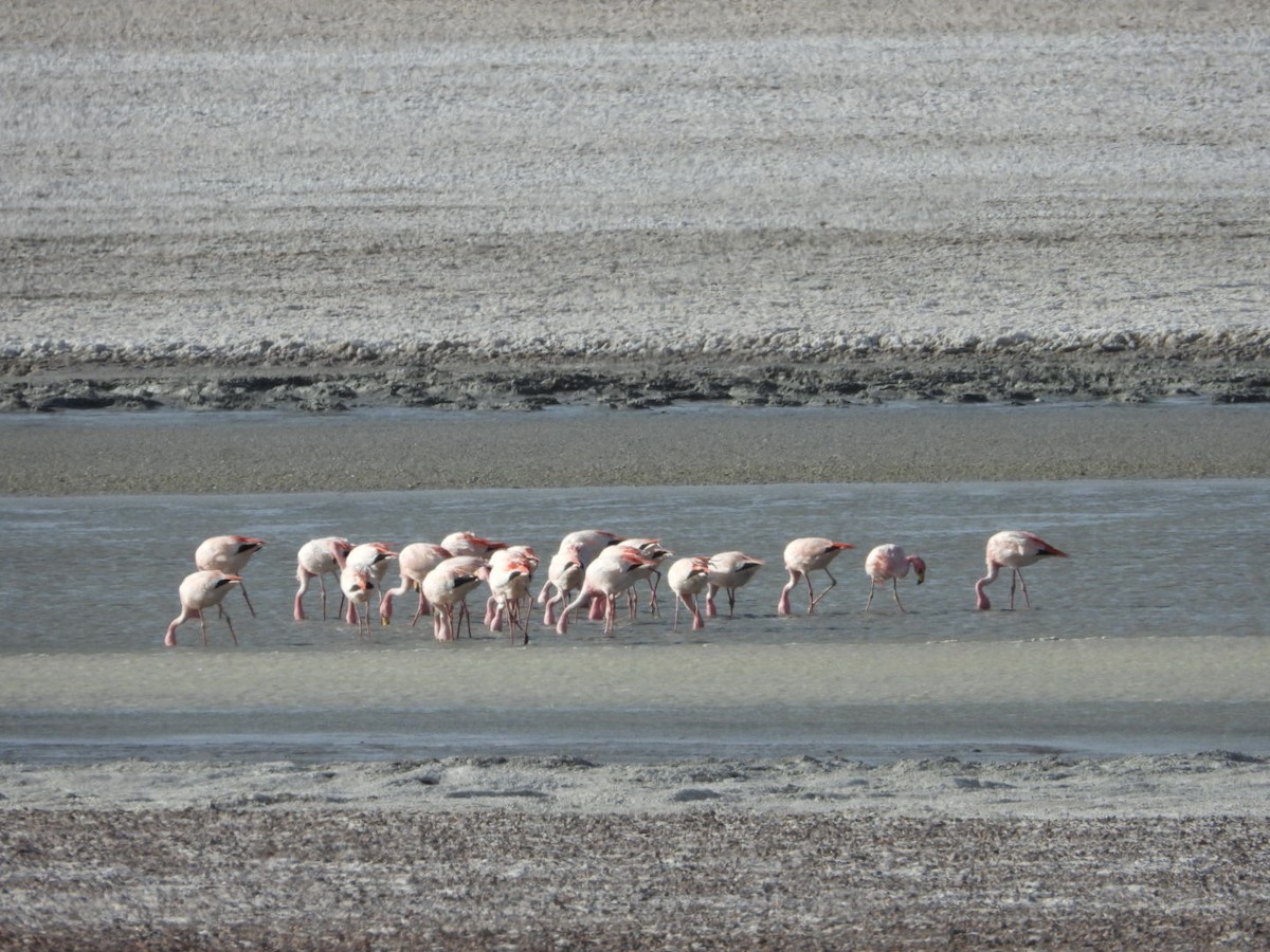 James's Flamingo - ML641593121
