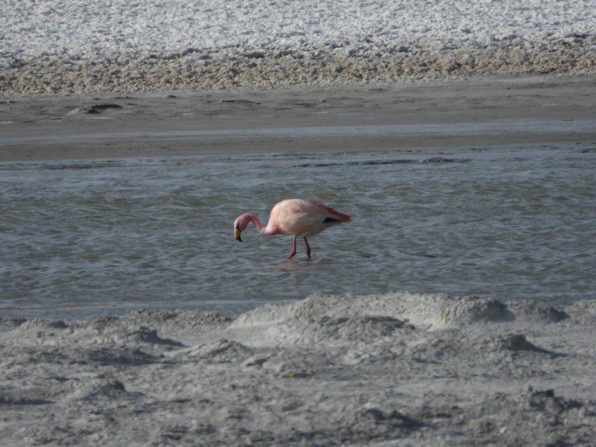 James's Flamingo - ML641593122