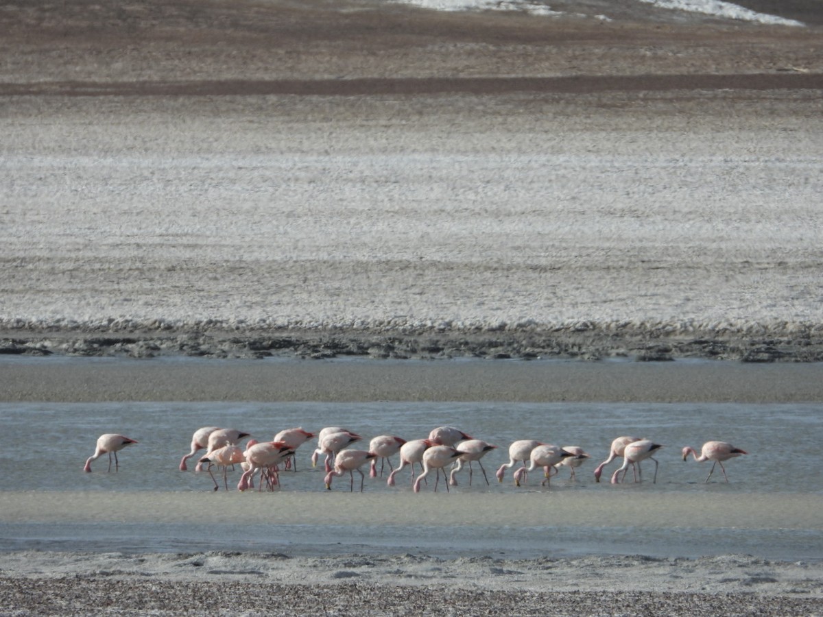 James's Flamingo - ML641593124