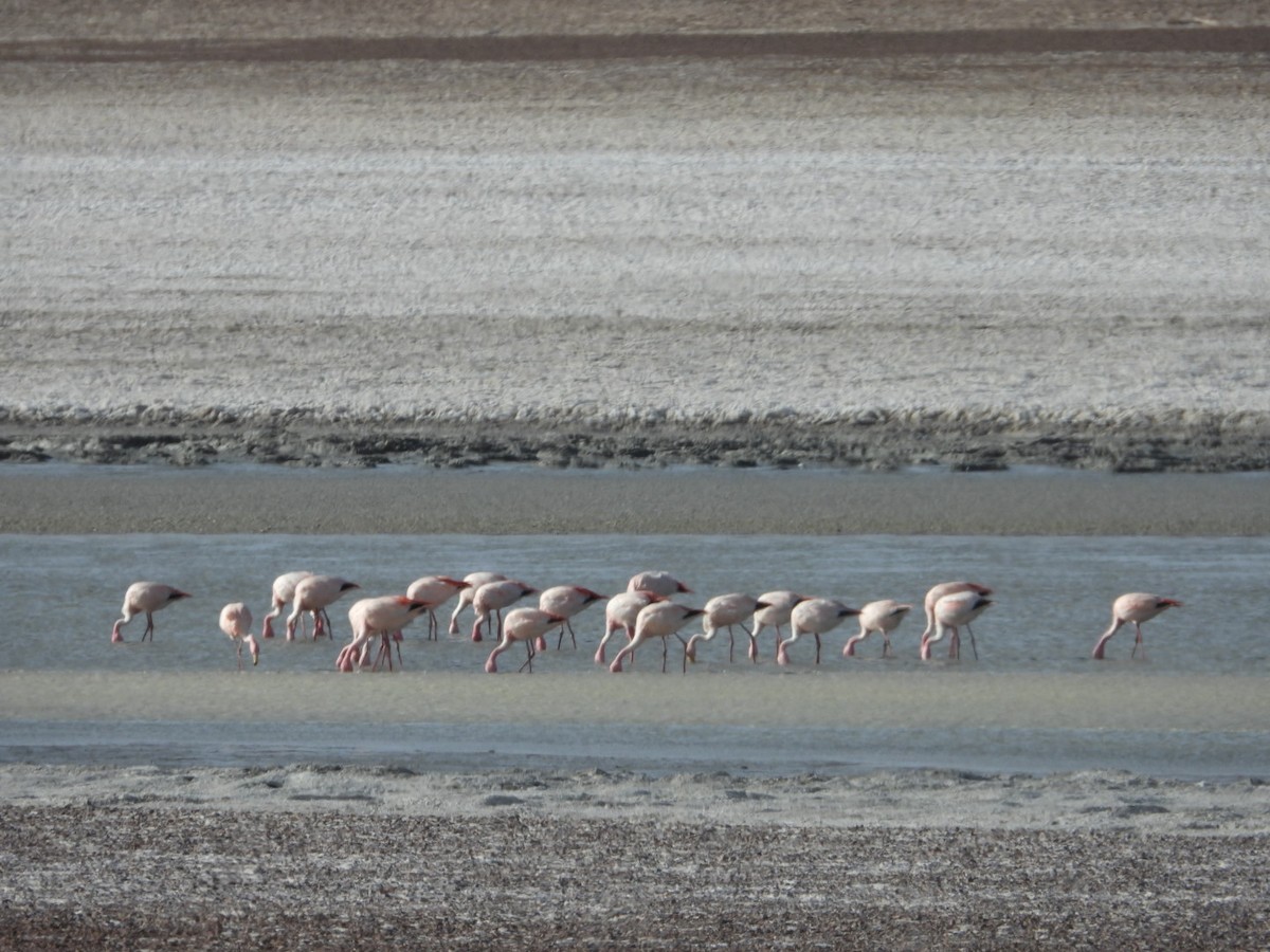 James's Flamingo - ML641593125