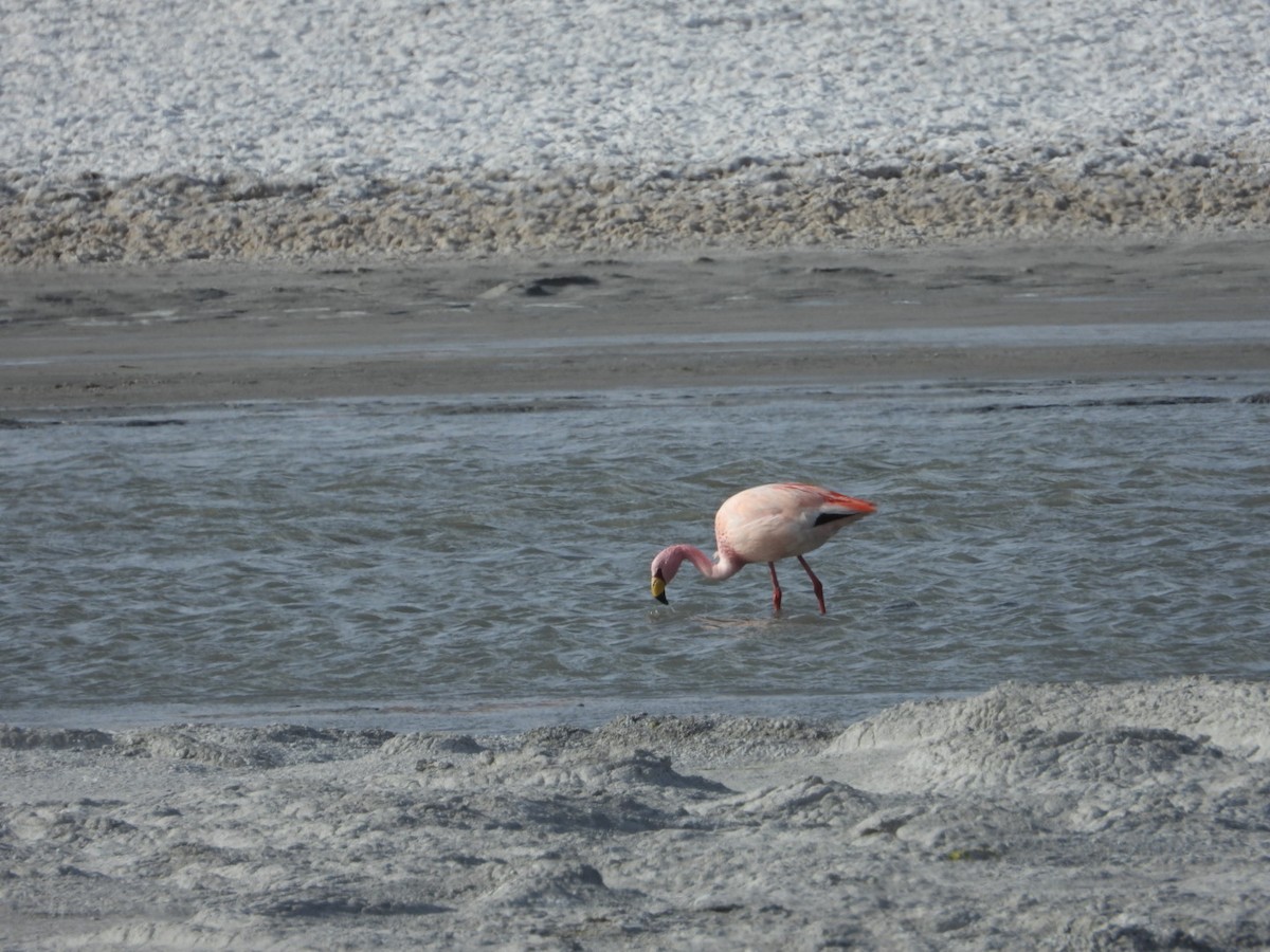 James's Flamingo - ML641593127