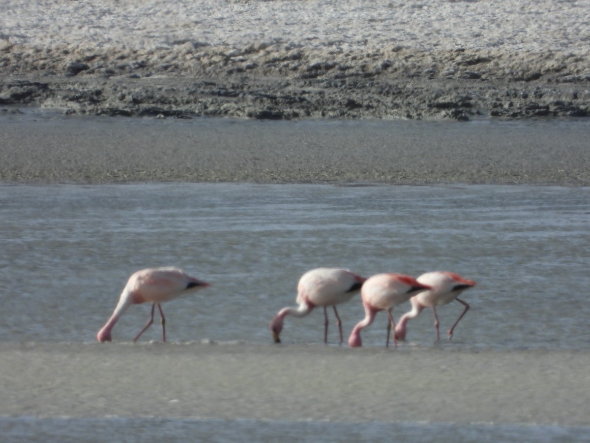 James's Flamingo - ML641593128