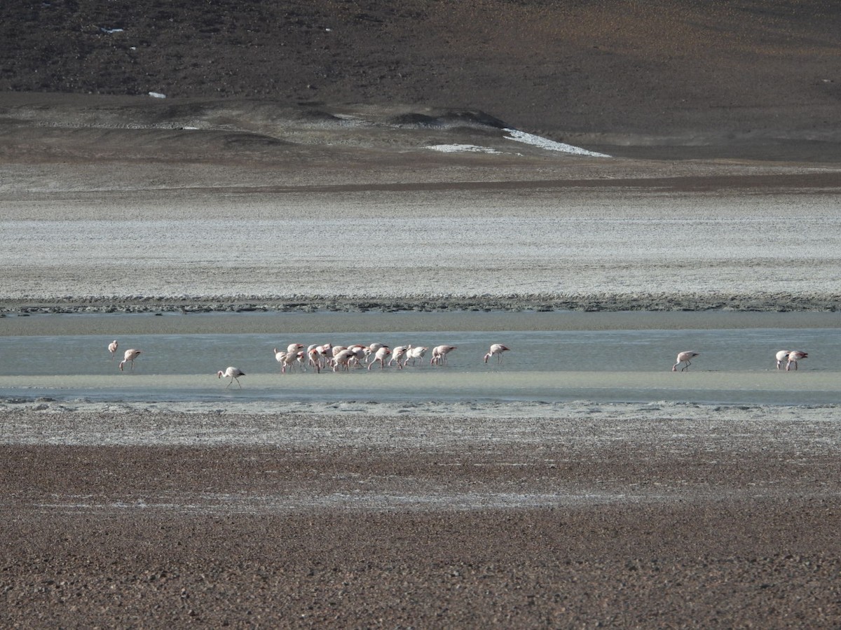 James's Flamingo - ML641593129