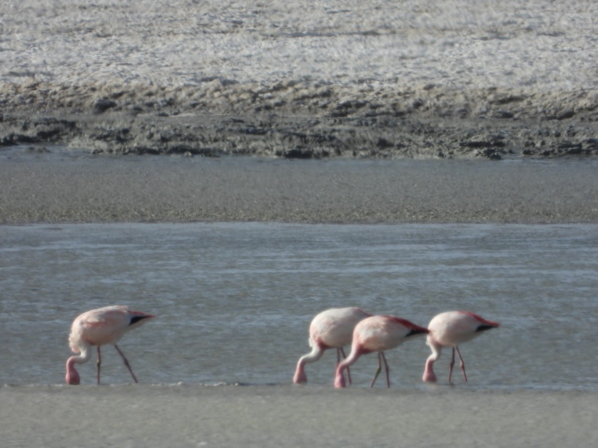 James's Flamingo - ML641593130