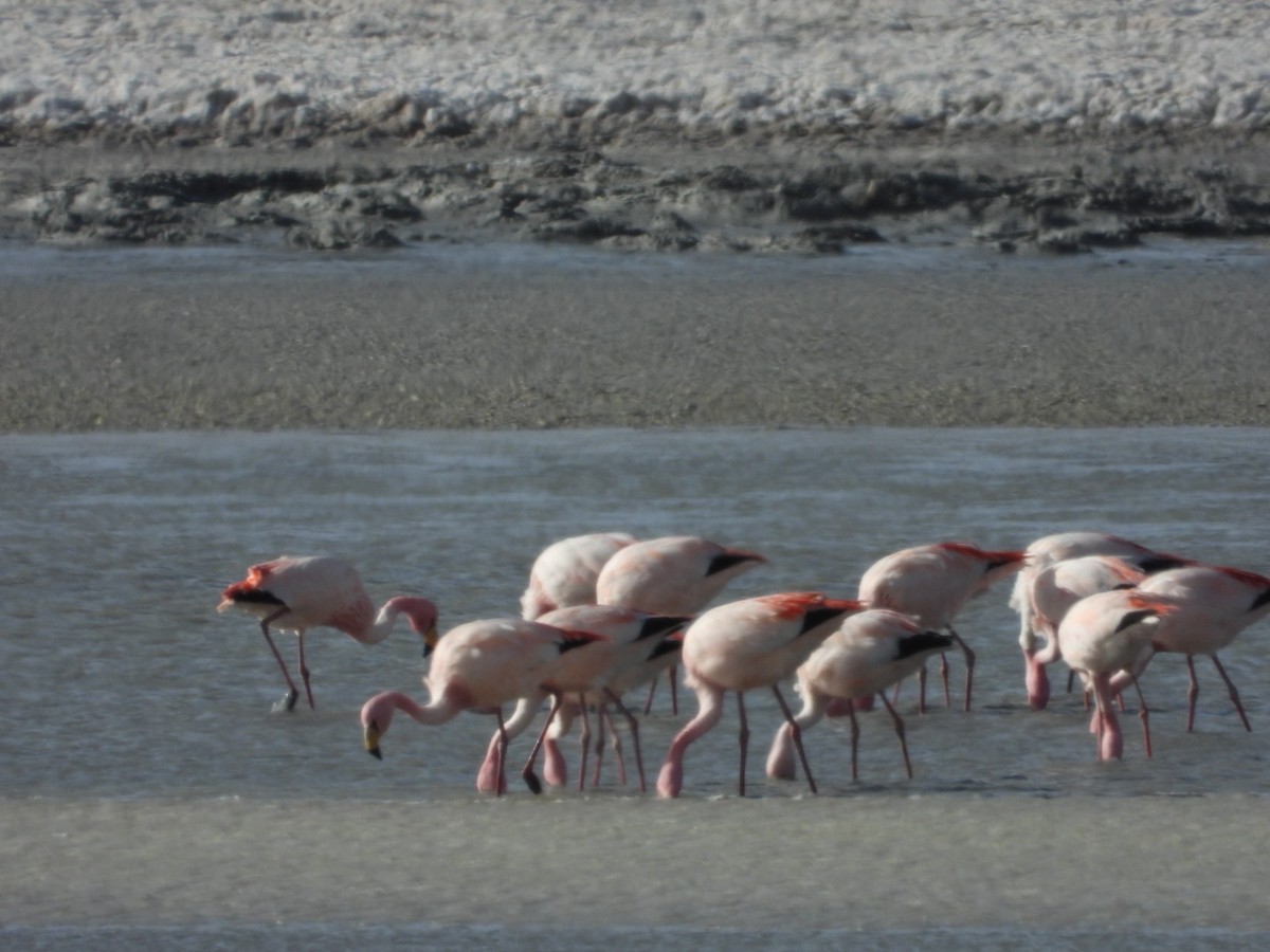 James's Flamingo - ML641593131