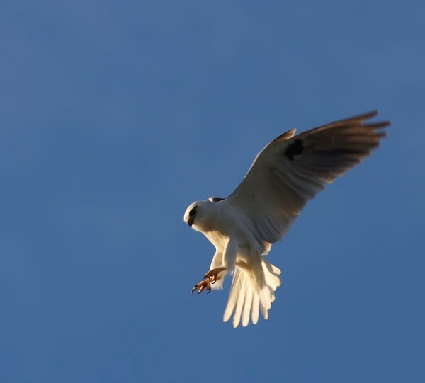 Black-shouldered Kite - ML641593134