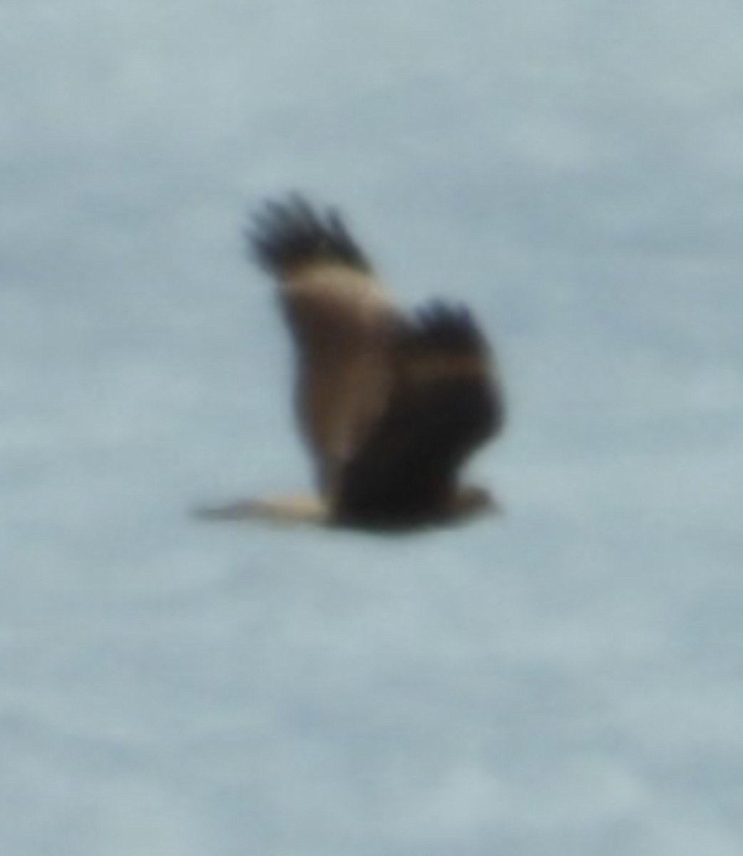 Mountain Caracara - ML641593272
