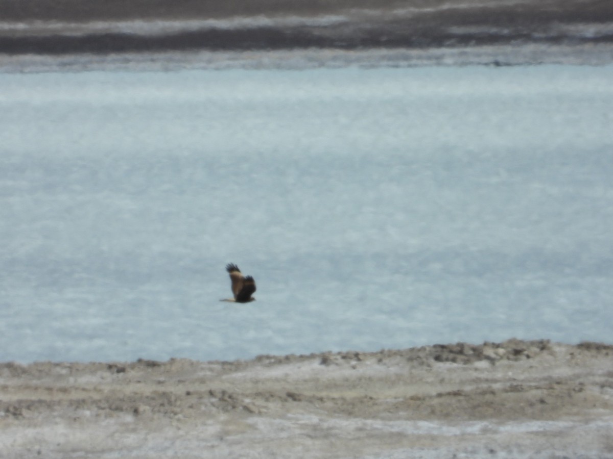 Mountain Caracara - ML641593276