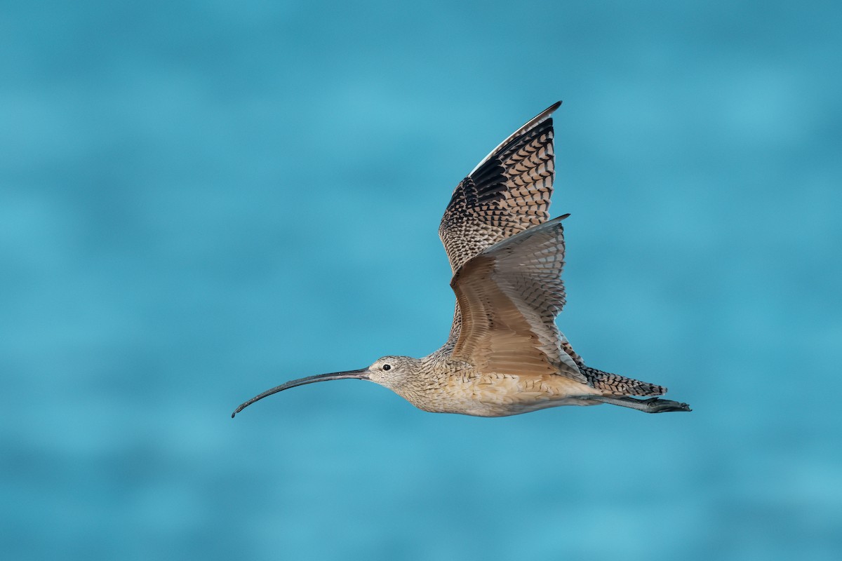 Long-billed Curlew - ML641593285