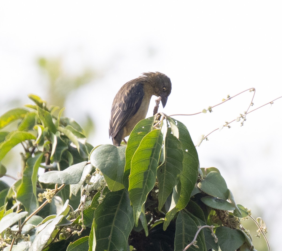 Vieillot's Black Weaver - ML641593337