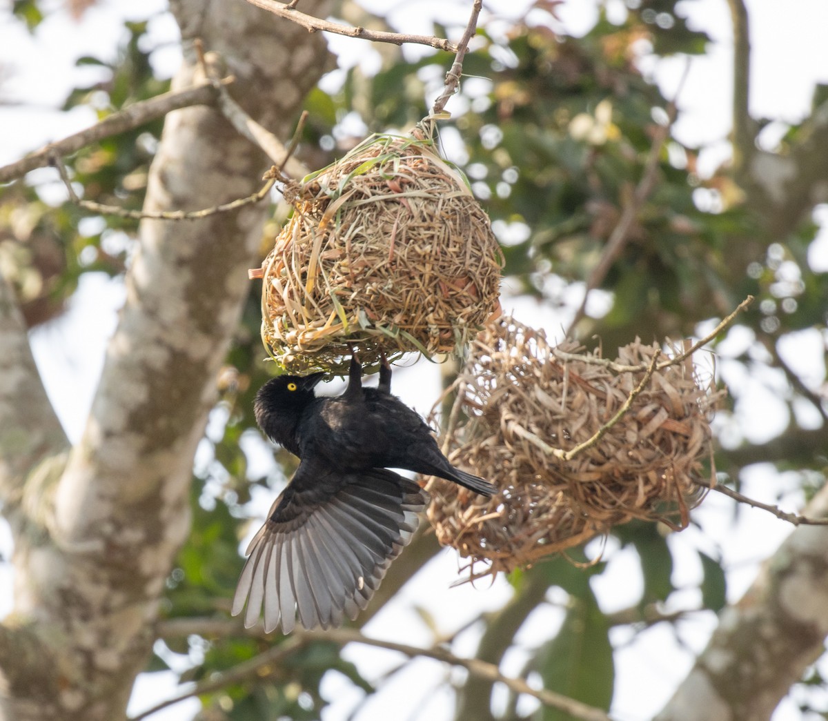Vieillot's Black Weaver - ML641593340