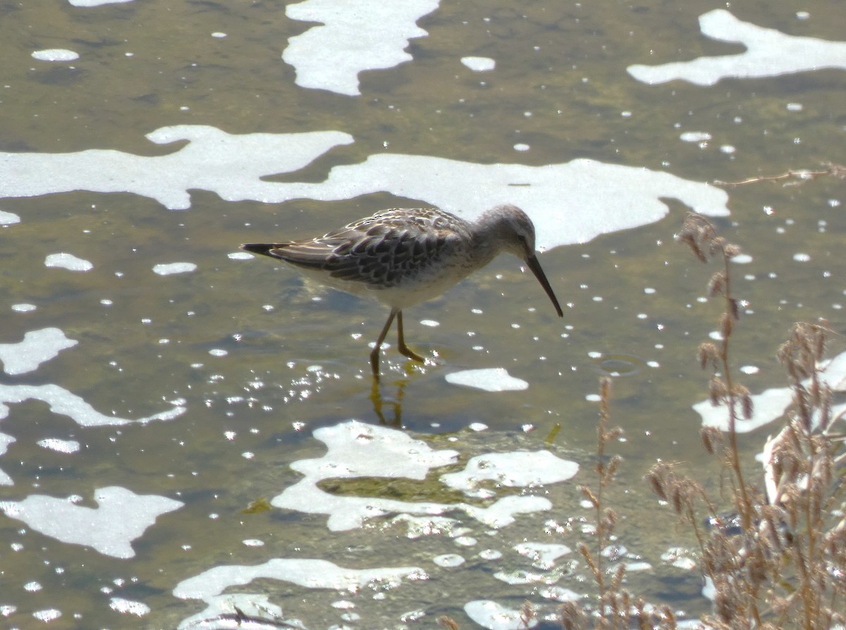 Stilt Sandpiper - ML641593346