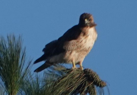Red-tailed Hawk (calurus/alascensis) - ML641593355