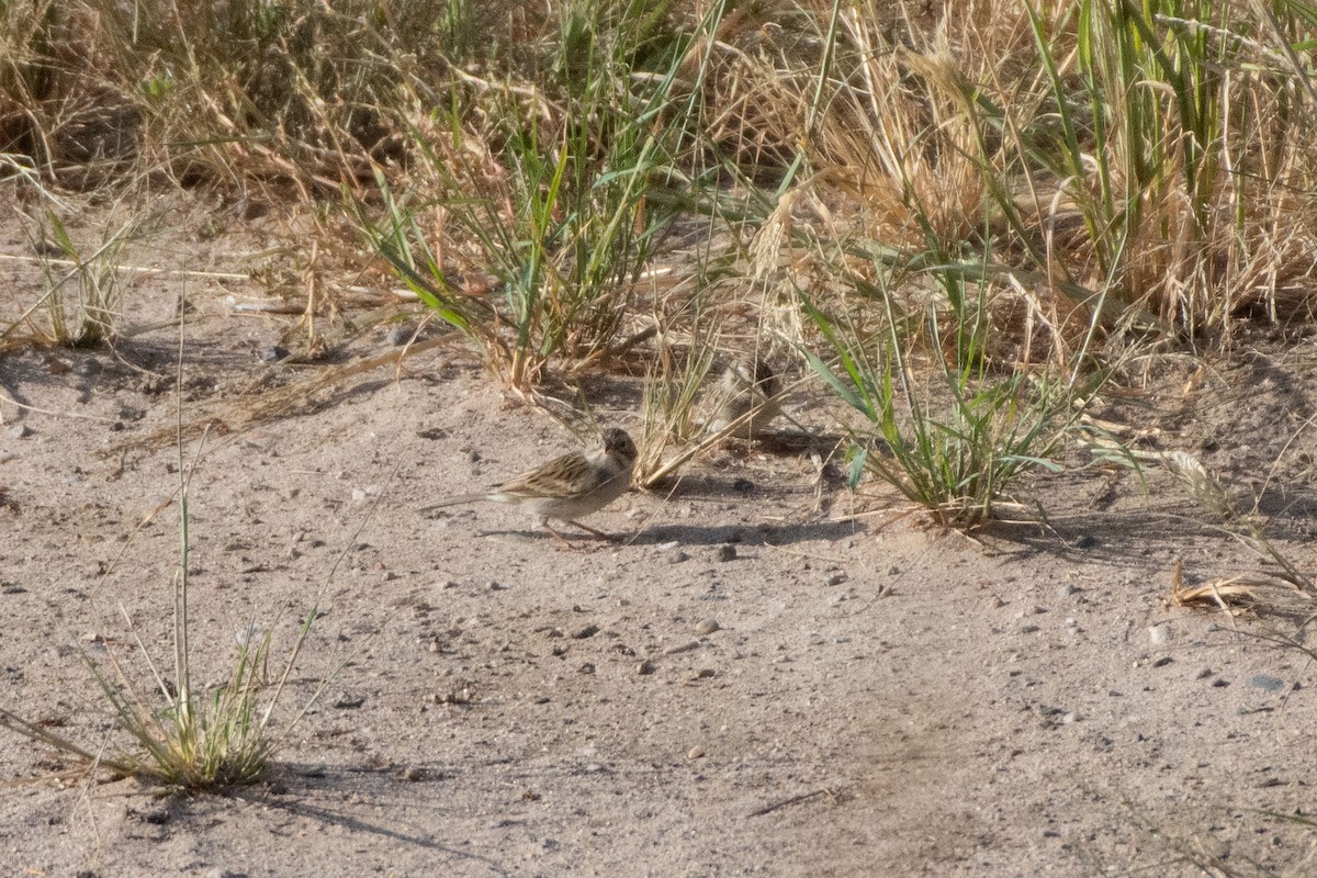 Brewer's Sparrow - ML641593364