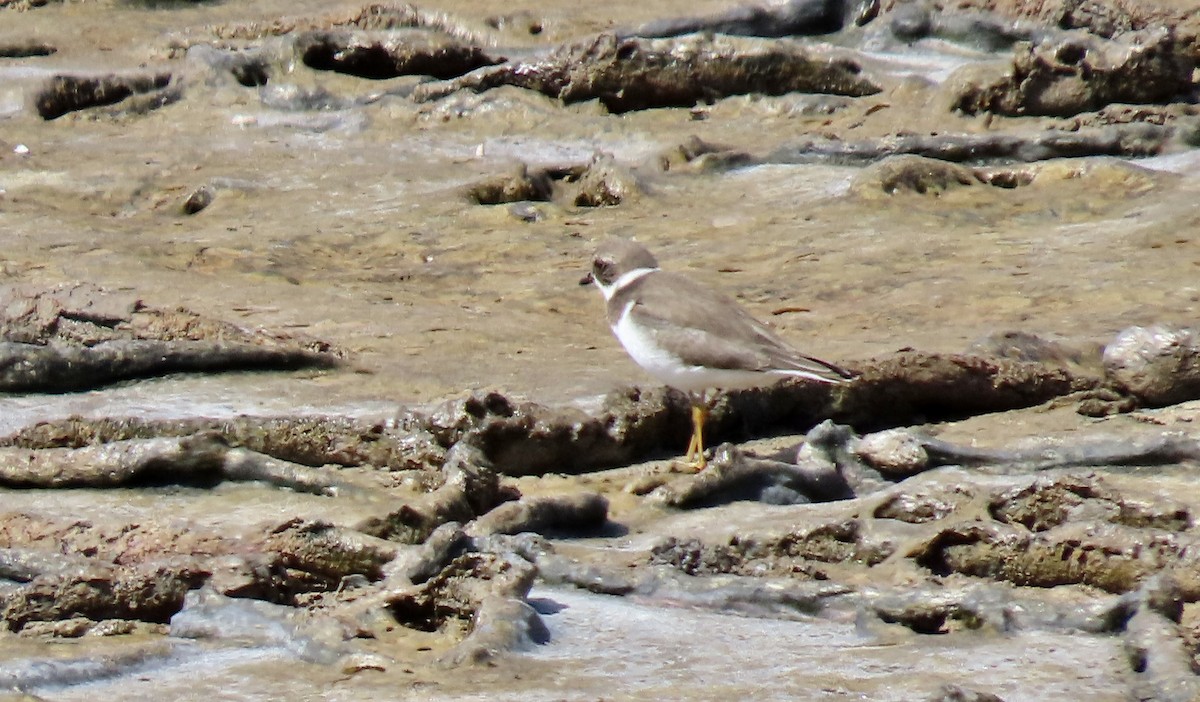 Semipalmated Plover - ML641593379