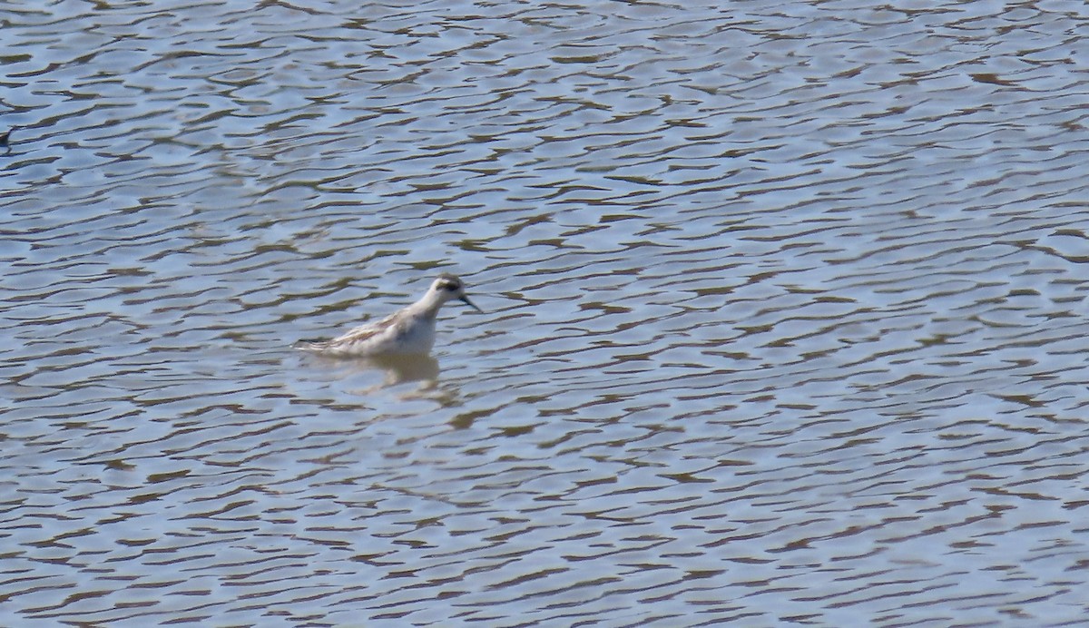 Red-necked Phalarope - ML641593380