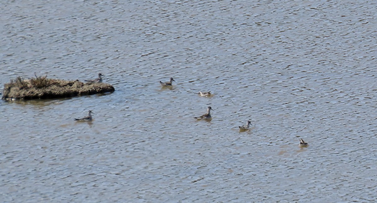 Red-necked Phalarope - ML641593383