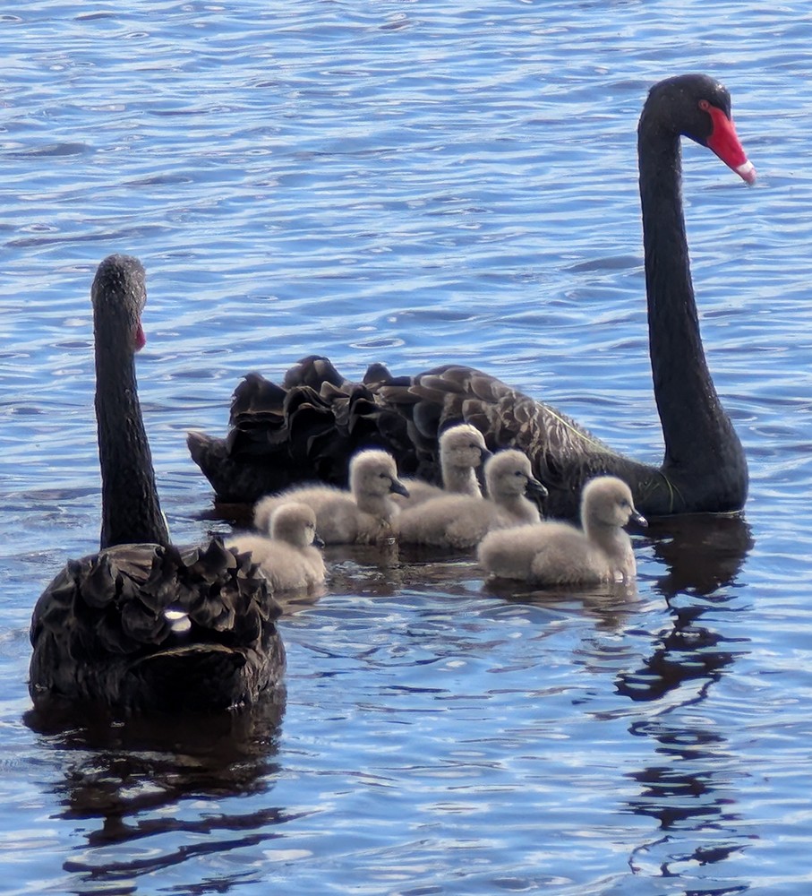 Black Swan - ML641593390