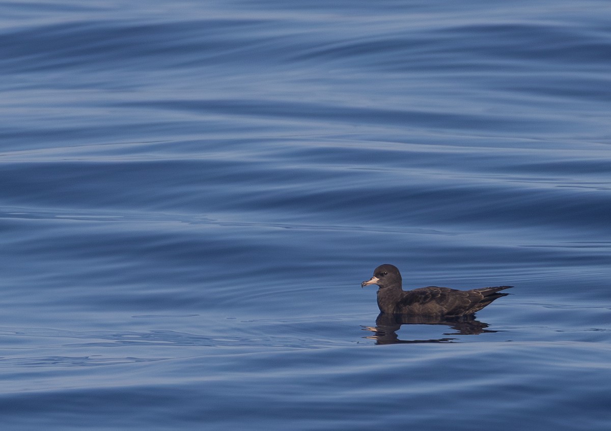 Flesh-footed Shearwater - ML641593400