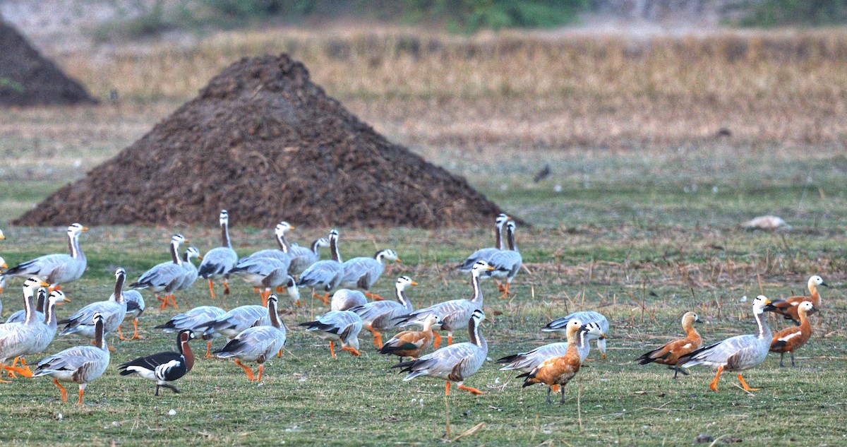 Red-breasted Goose - ML641593422