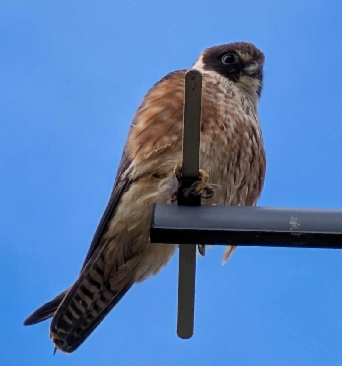 Australian Hobby - ML641593424