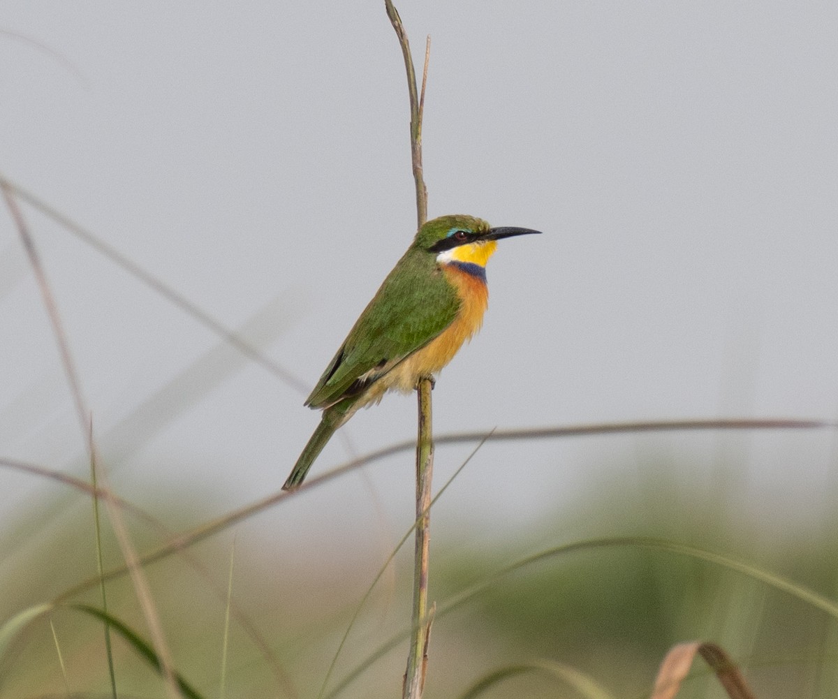 Blue-breasted Bee-eater - ML641593425