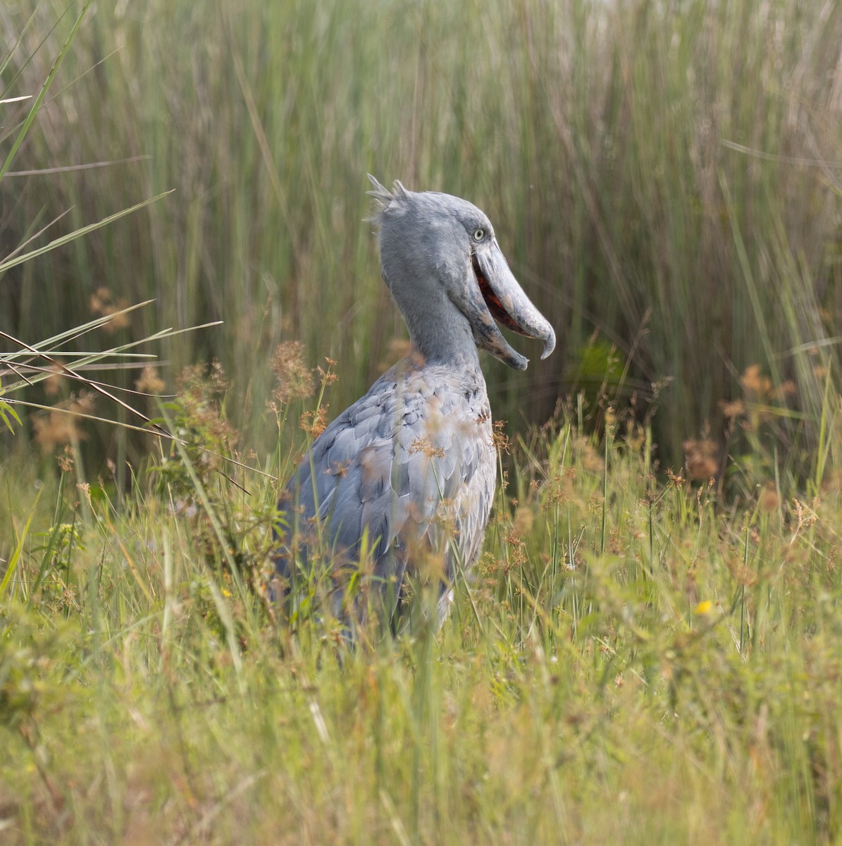 Shoebill - ML641593427