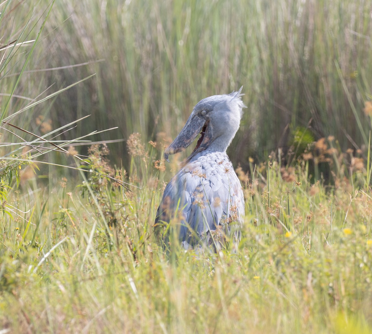 Shoebill - ML641593428