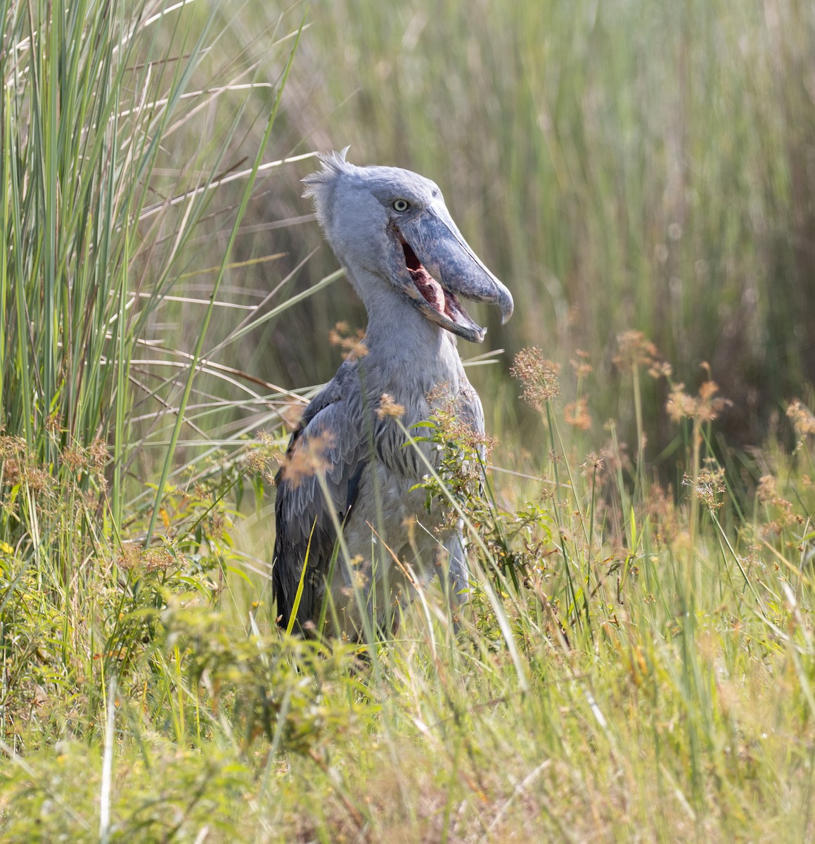 Shoebill - ML641593432