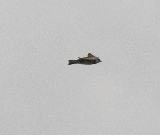 Banded Martin - ML641593436