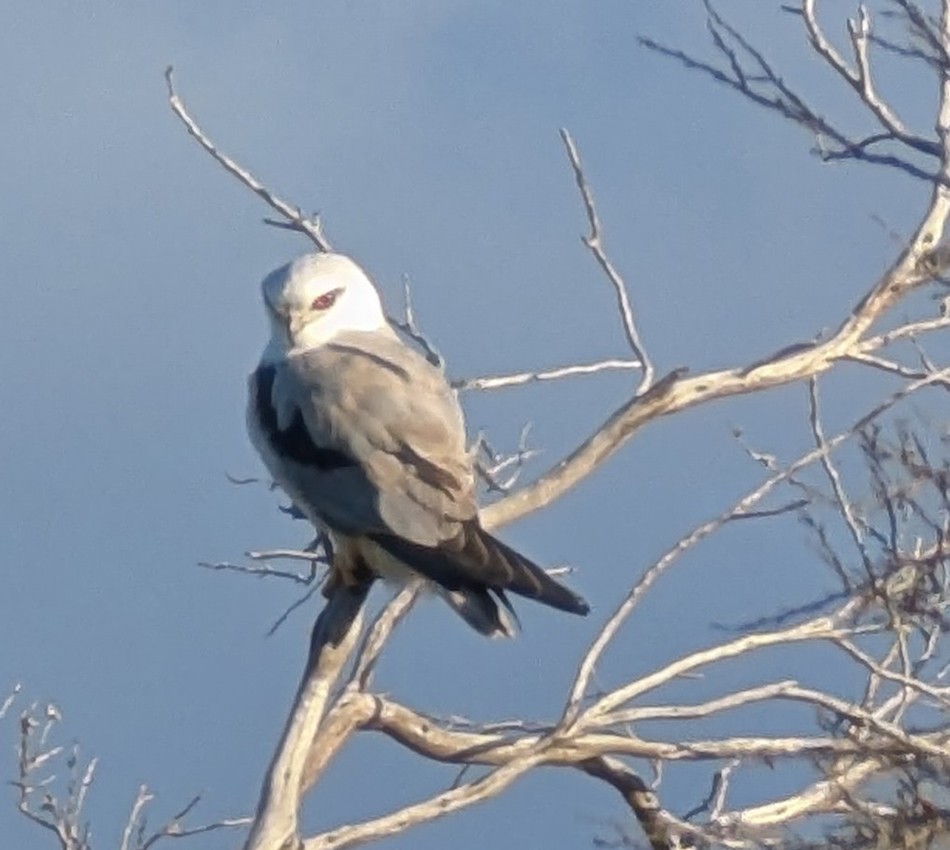Black-shouldered Kite - ML641593455