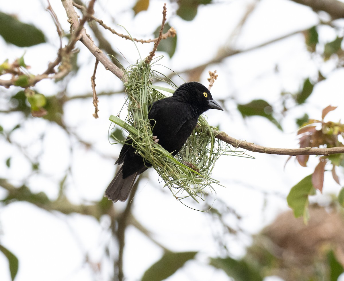 Vieillot's Black Weaver - ML641593490