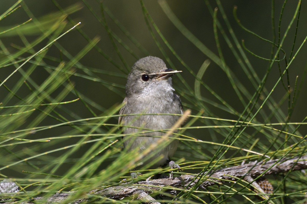 Golden Whistler (Eastern) - ML641593508