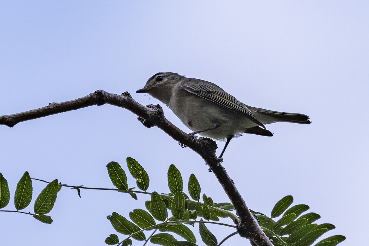 Warbling Vireo - ML641593553