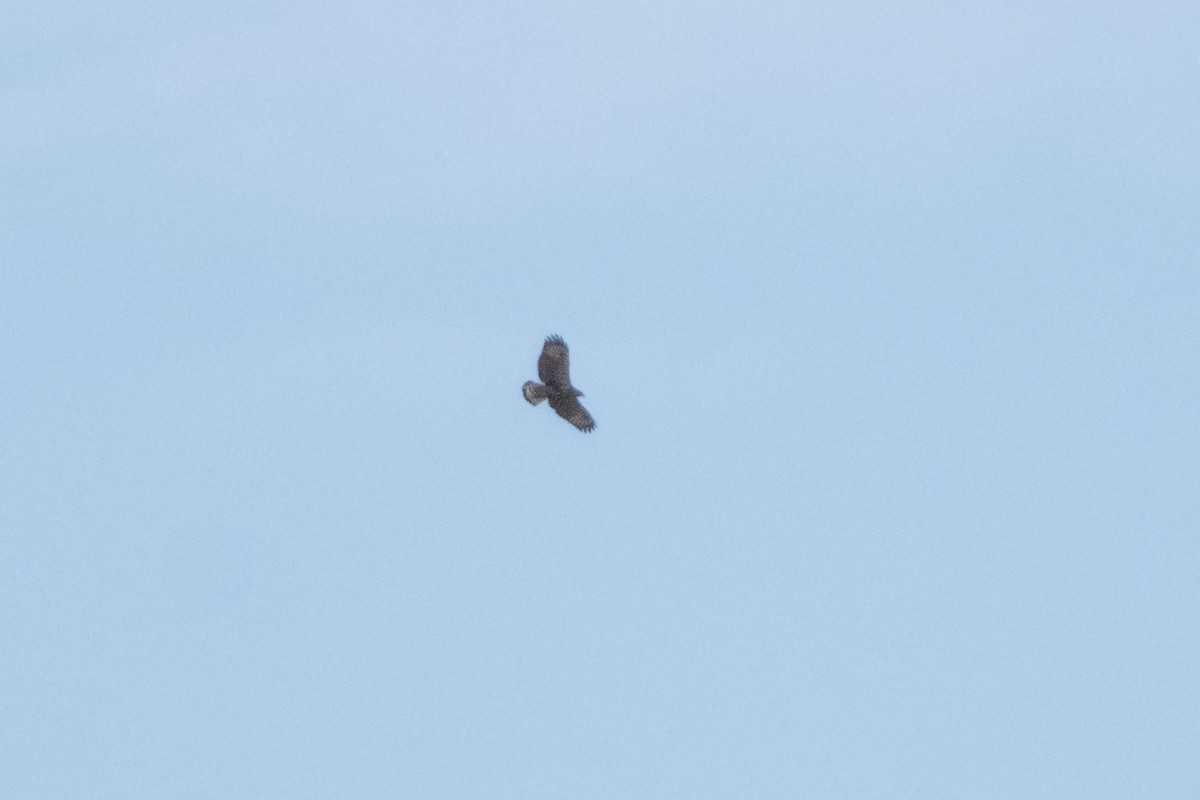 Common Black Hawk - ML641593582