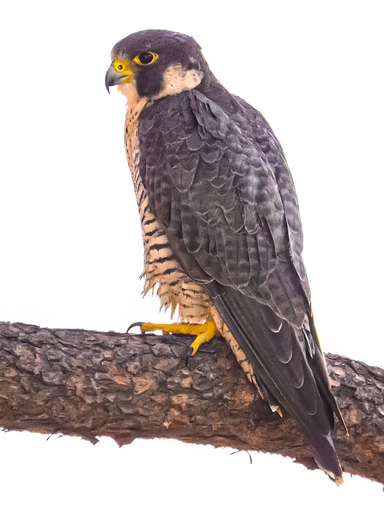 Halcón Peregrino - ML641593599