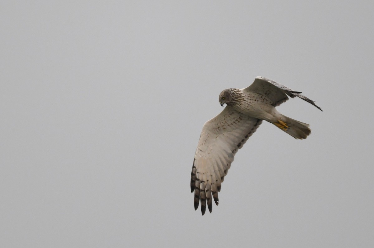 Eastern Marsh Harrier - ML641593607