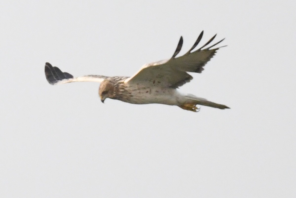 Eastern Marsh Harrier - ML641593608