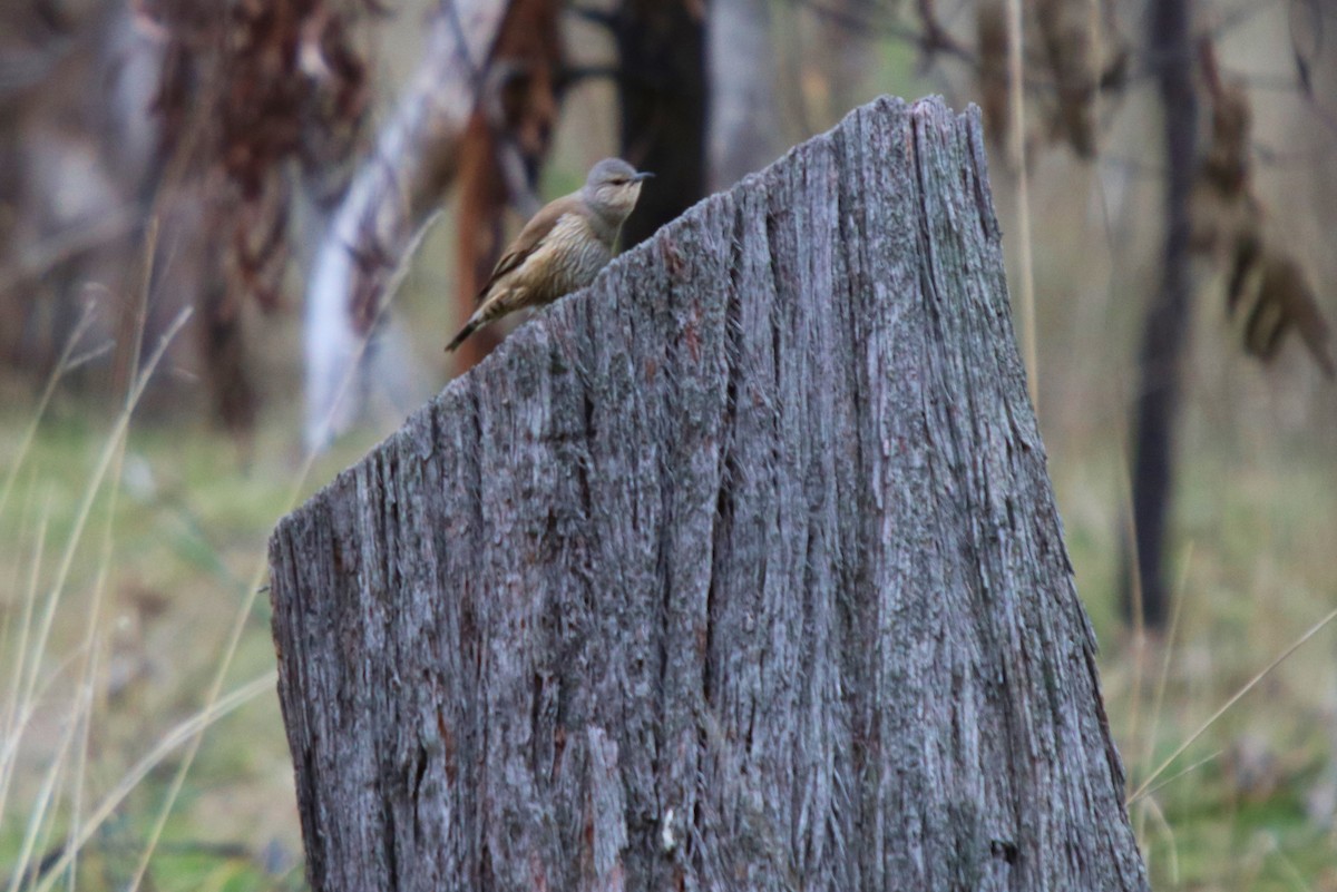 Brown Treecreeper - ML64159361