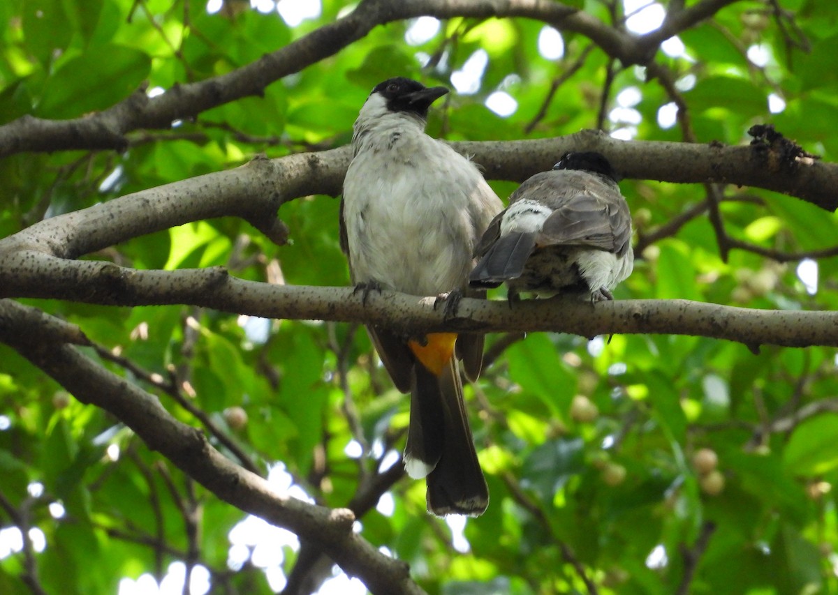 Bulbul urre-ipurdia - ML641593626