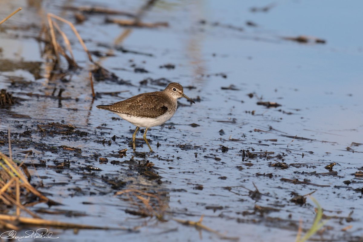 Solitary Sandpiper - ML641593636