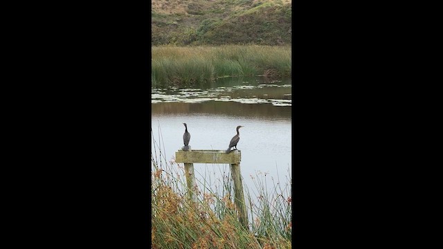 Double-crested Cormorant - ML641593637