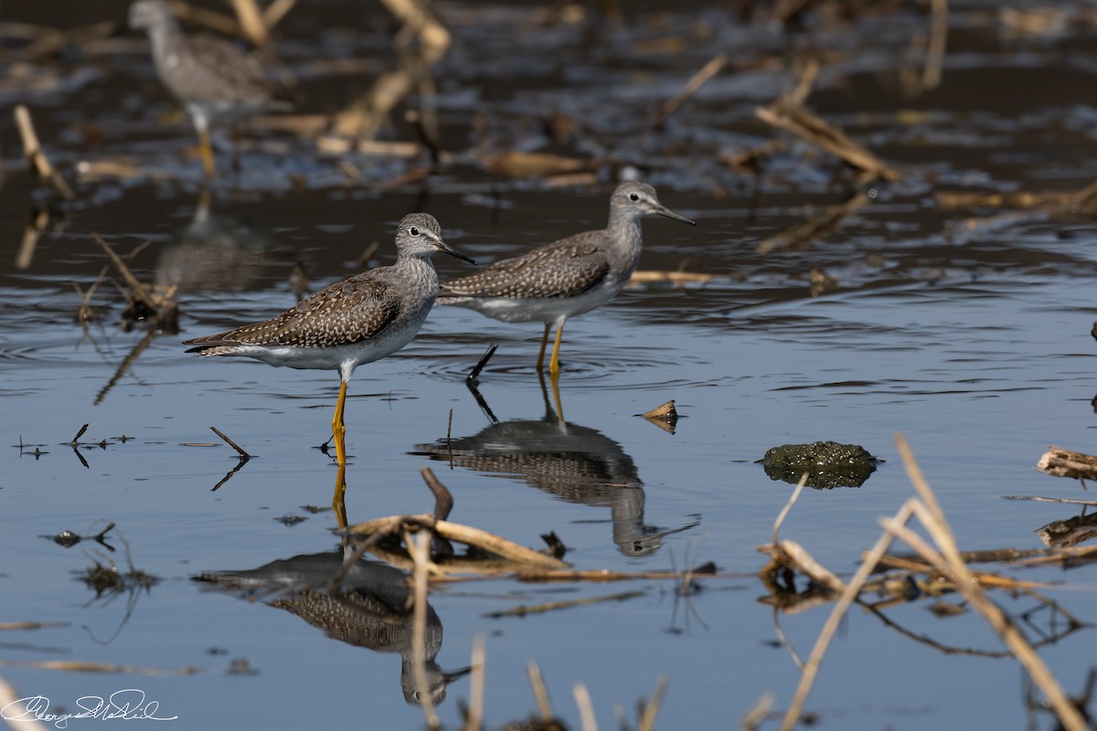 Lesser Yellowlegs - ML641593638