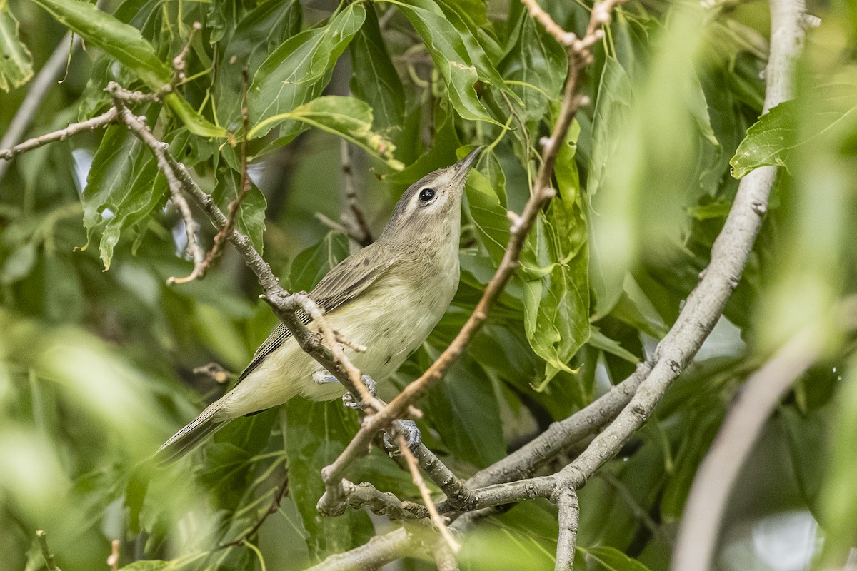Warbling Vireo - ML641593640