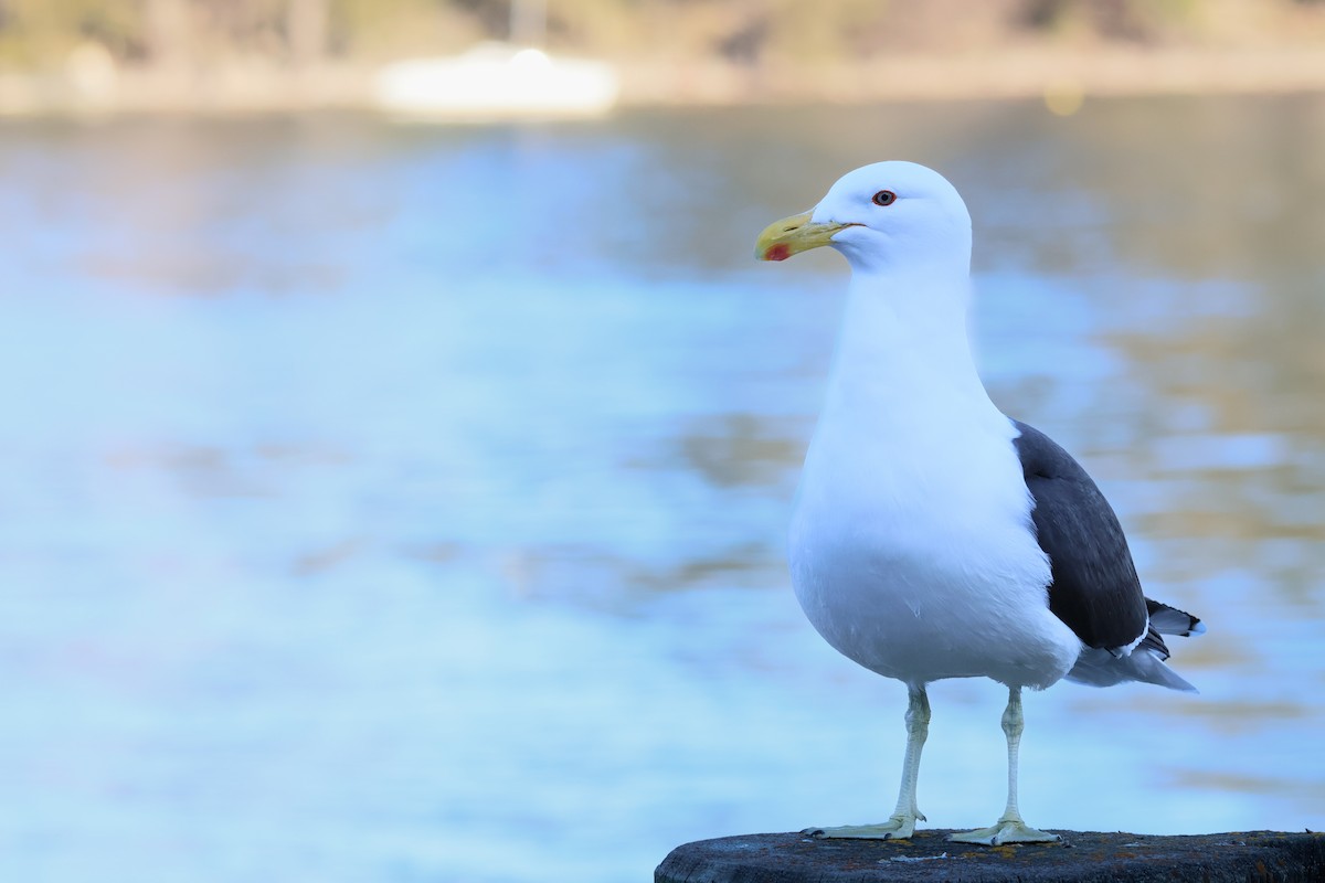 Kelp Gull - ML641593651