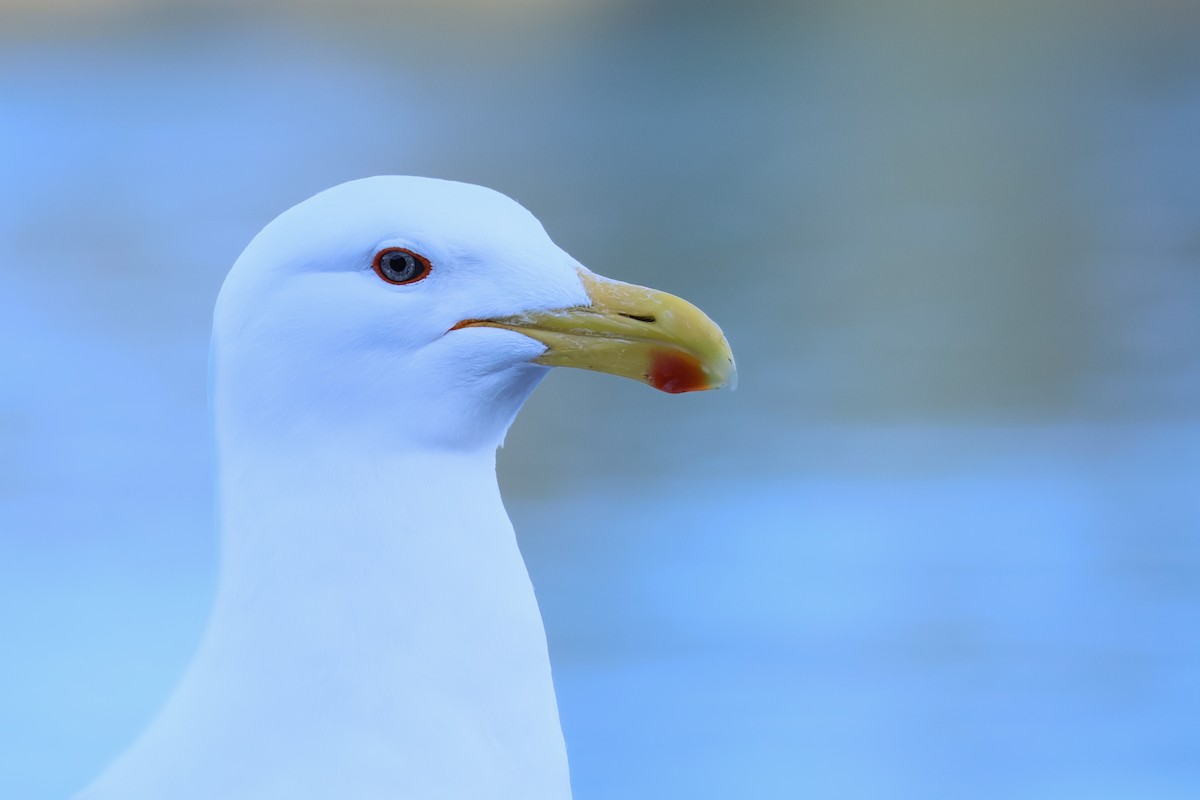 Kelp Gull - ML641593652