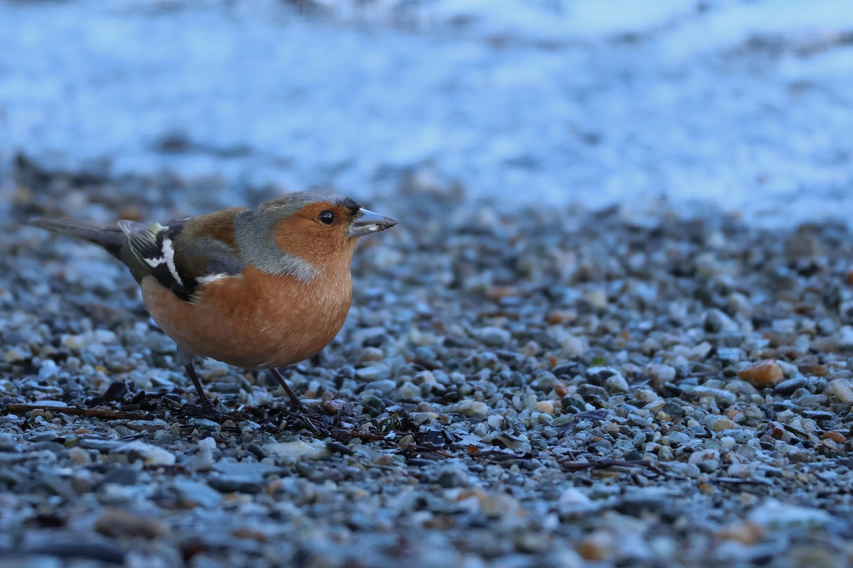 Common Chaffinch - ML641593654