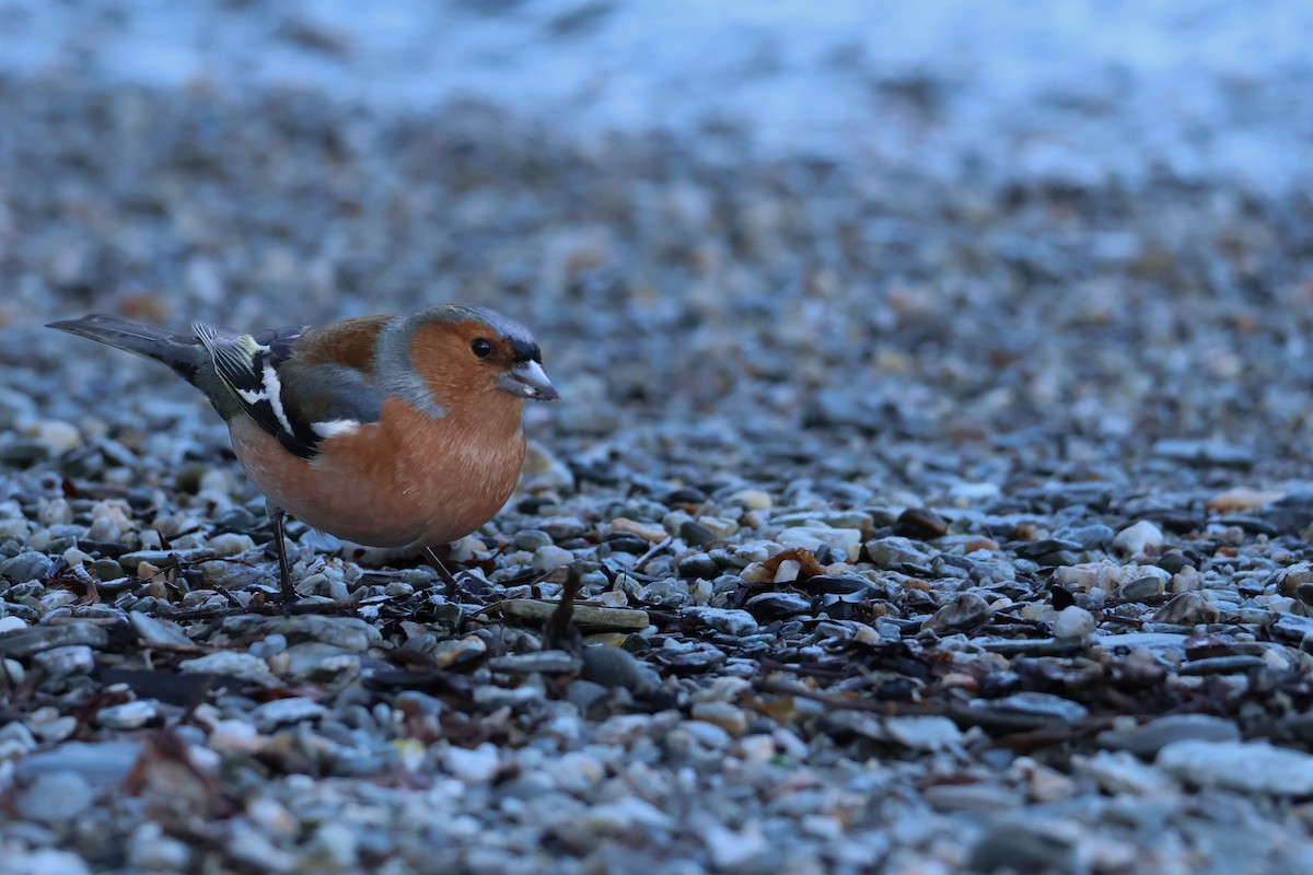 Common Chaffinch - ML641593655