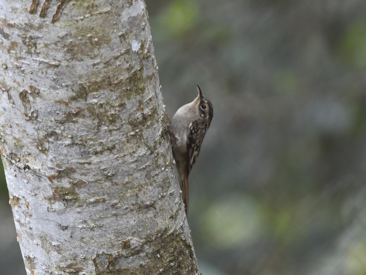 Sikkim Treecreeper - ML641593677